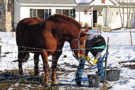 person caring for a horse in front of a house